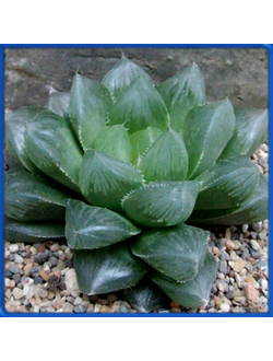 Haworthia cooperi v. dielsiana