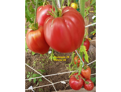 Томат Полиция 29 (Polcie 29). Польша