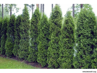 Туя Холмстрап - Holmstrup