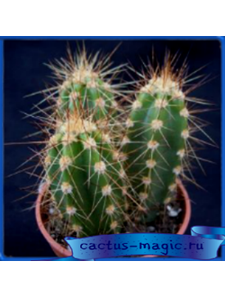 Neocardenasia herzogiana LK 42/14