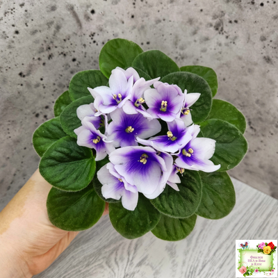 ЛЕ-Мятная Прохлада (Е. Лебецкая) 2019 г.