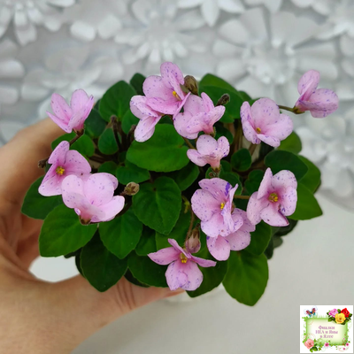 Frosted Fantasy (C.Sotkiewicz) трейлер