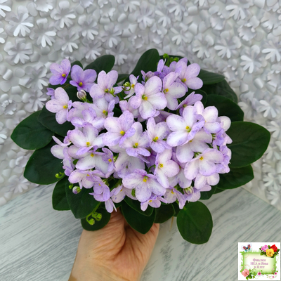 Белый Клоун (Е. и Я. Немчиновы) 2025 г. трейлер