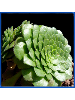 Aeonium