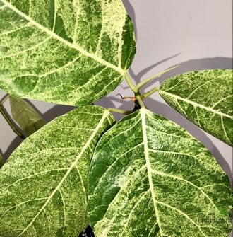 Ficus septica "gold splash" / фикус септика голд сплеш