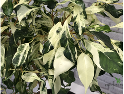 Ficus Benjamina ‘Curly’ / фикус Кёрли
