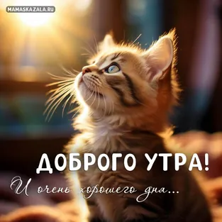 Открытка с милым котёном и пожеланием доброго утра