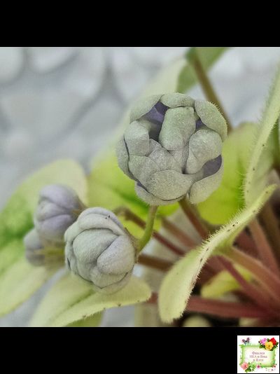 ЛЕ-Хрустальный Водопад Голд (Е. Лебецкая /С. Новгородова) 2018 трейлер