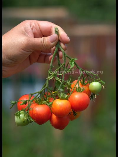 Томат Dwarf  Gandolf (Гендольф), 10 шт