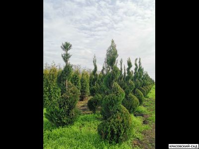 Топиар из Купрессоципариса Лейланда - Leyland Cypress
