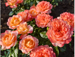 Самаритан (Samaritan)