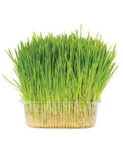 Свежая травка в лотке