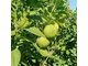 Бергамот (Citrus bergamia) Италия, 5 мл - 100% натуральное эфирное масло