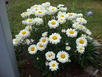 Нивянник наибольший "мадонна"