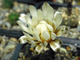 Gymnocalycium ragonesii (D=12-15мм)