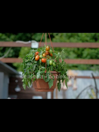 Томат Tumbling Tiger (Тамблинг Тайгер), 10 шт