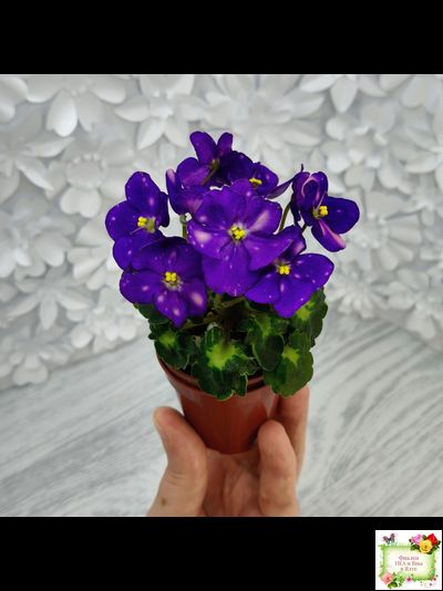 ВаТ-Горох на Десерт (Т. Валькова) 2020 г. (гёрл-листва)