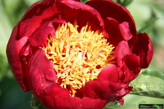 Paeonia Prince charming