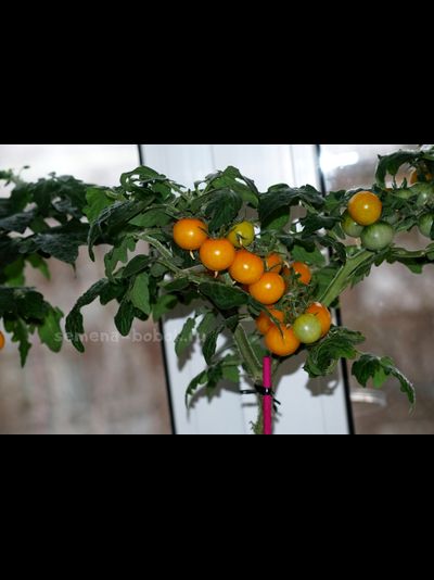 Томат Liliput Yellow (Желтый Лилипут), 10 шт