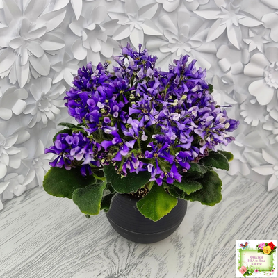 СК-Вьюнок (А.Кузнецов) (2 листа посажены в 1 стак. 24.01.26)