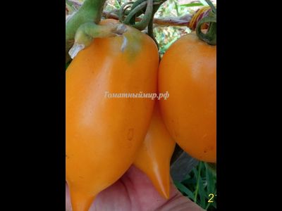 Томат Оранжевая прогулка (Orange walk)