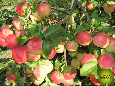 Яблоня "КАНДИЛЬ ОРЛОВСКИЙ" (саженец 2 года, на полукарликовом подвое)