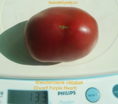 Томат Гном Фиолетовое Сердце (Dwarf Purple Heart )