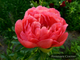 Пион Coral Charm (Корал Шарм)