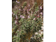 Шалфей греческий, кустарниковый (Salvia triloba) 10 мл - 100% натуральное эфирное масло