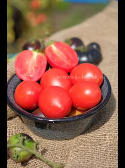 Томат Dwarf Sneaky Sauce (Гном для соуса), 10 шт