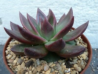 Echeveria Mars Galaxy, Эхеверия марс - Купить в Украине ...
