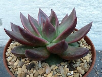 Echeveria Mars Galaxy