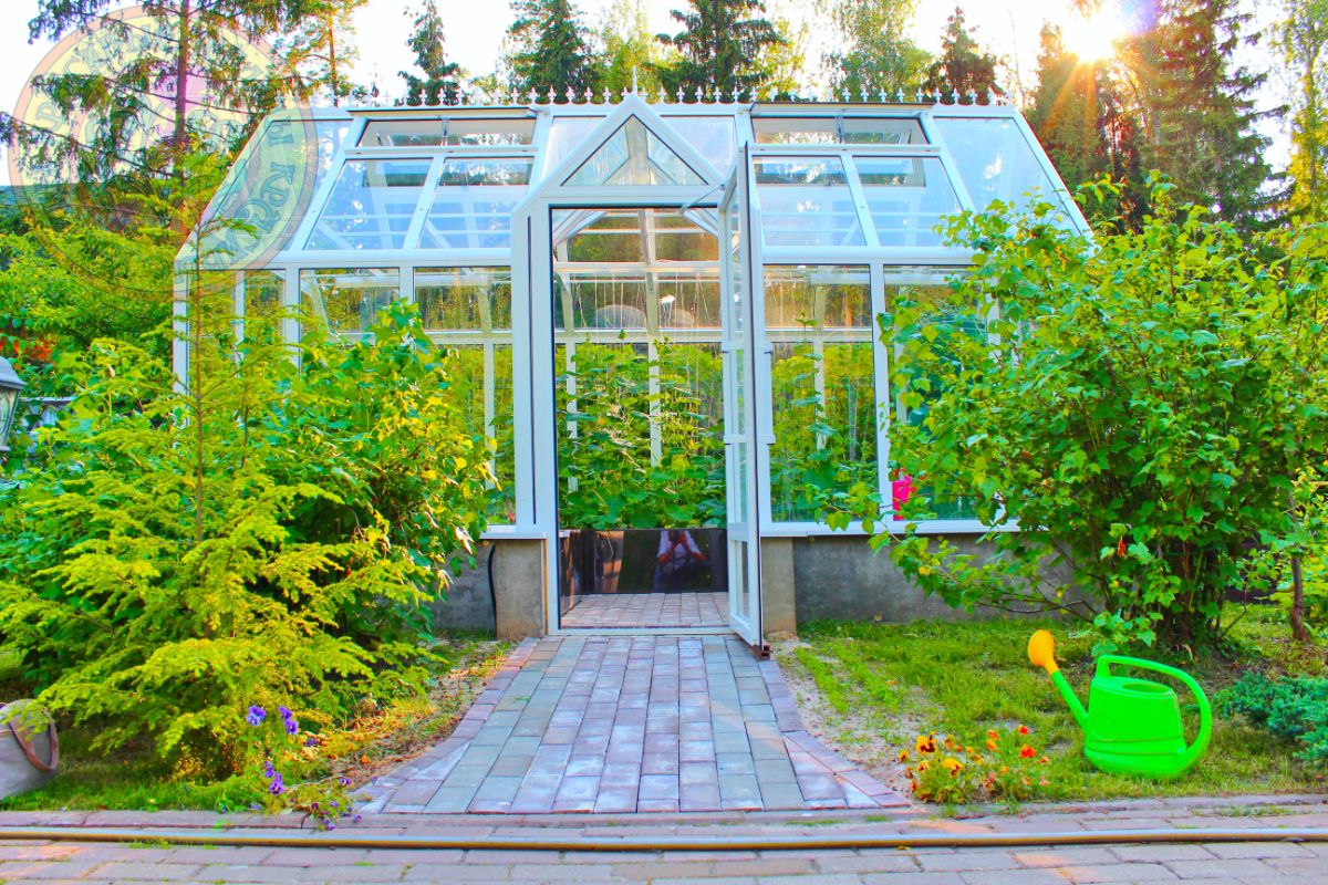 Теплица Елены Власенко Green House