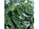 Ficus Anouk