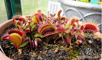 Dionaea muscipula Pink venus