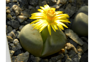 Lithops schwantesii ssp. schwantesii v. marthae C148
 