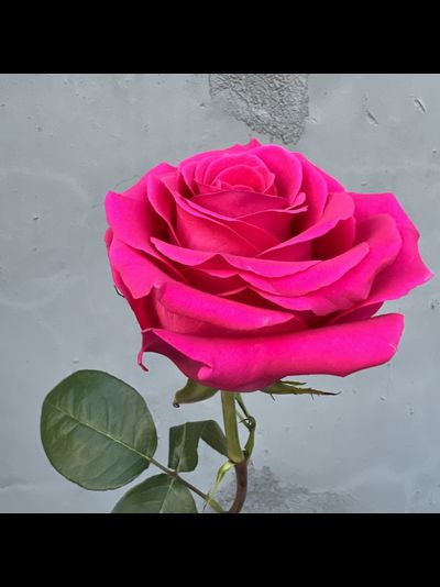 Роза Эквадор розовая