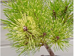 Сосна густоцветковая Burk's Red Variegated, C20