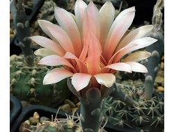 Gymnocalycium morroense VG-015 - 5 семян