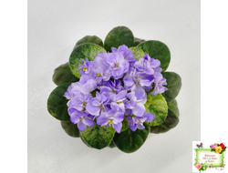 Rob's Wascally Wabbit (R. Robinson) (лист укоренённый)