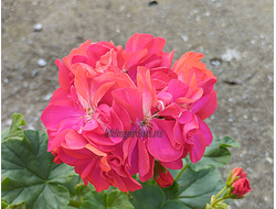 Пеларгония Ирида Цветные Переливы