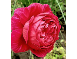 Лигар 230 (Ligare 230) яп