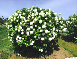 Топиар калина Розеум в форме шара - Roseum