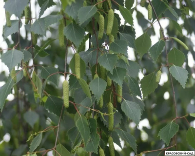 Береза бородавчатая - Betula pendula