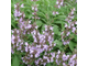 Шалфей лекарственный (Salvia officinalis), цветущие верхушки, Крым (5 мл) - 100% натуральное эфирное масло