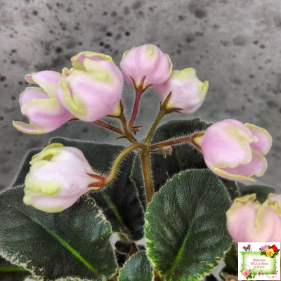 ЛЕ-Ландыши (Е. Лебецкая) 2020 г. (пестролистный лонг)