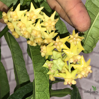 Hoya Platicaulis yellow flowers