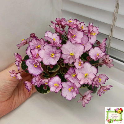 Н-Четыре Сезона (Н. Бердникова) 2015