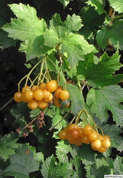 Калина Ксантокарпум - фото ягод - красовский-сад.рф