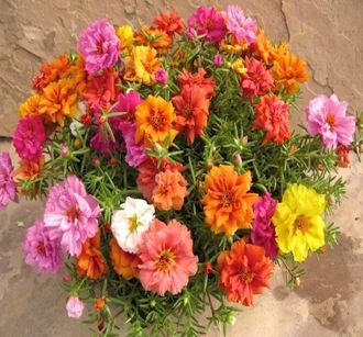 Портулак PORTULACA HAPPY HOUR MIX